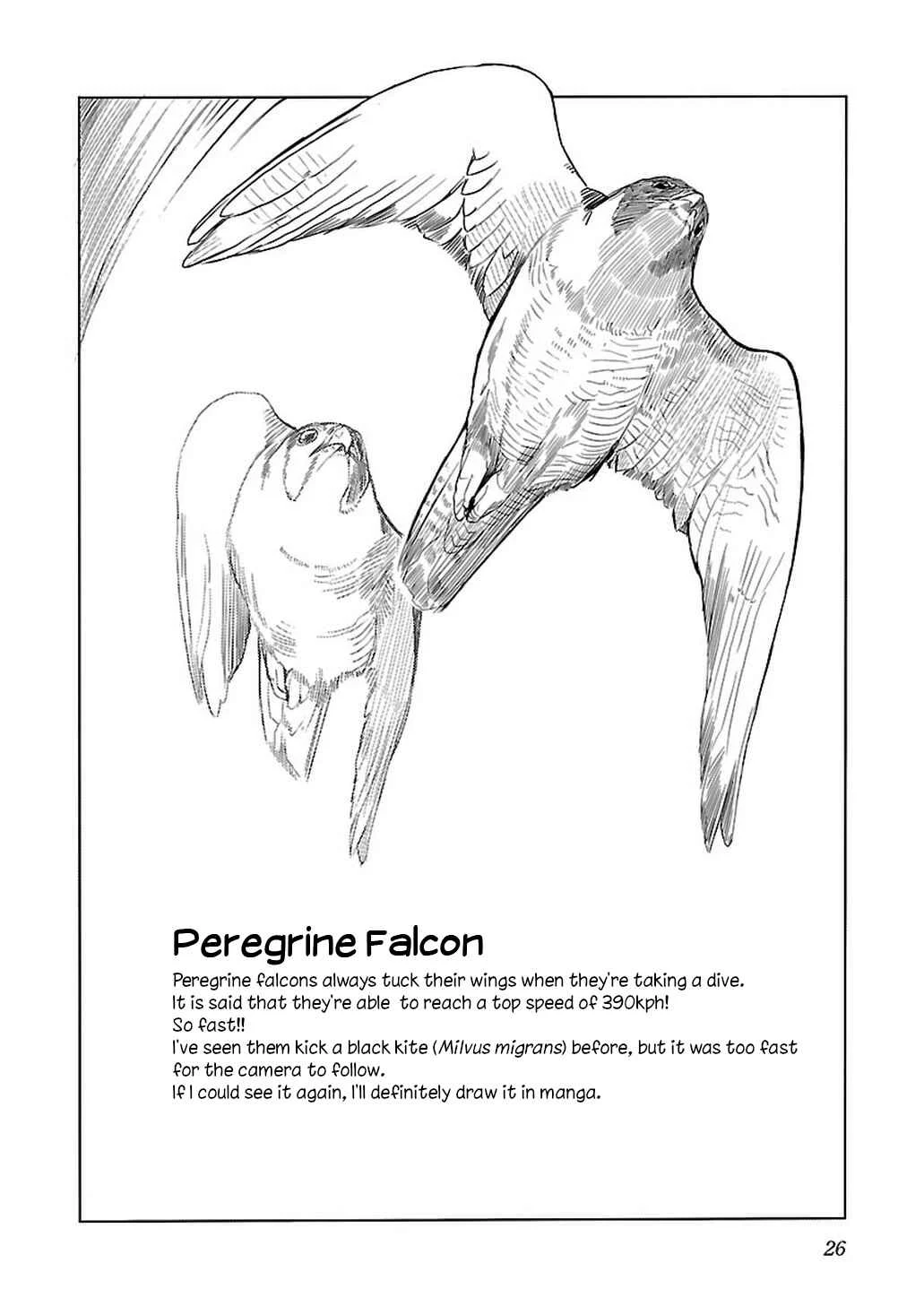 Akiyama-san no Tori Life Chapter 1: Let's See The Peregrine Falcon! - Page 28