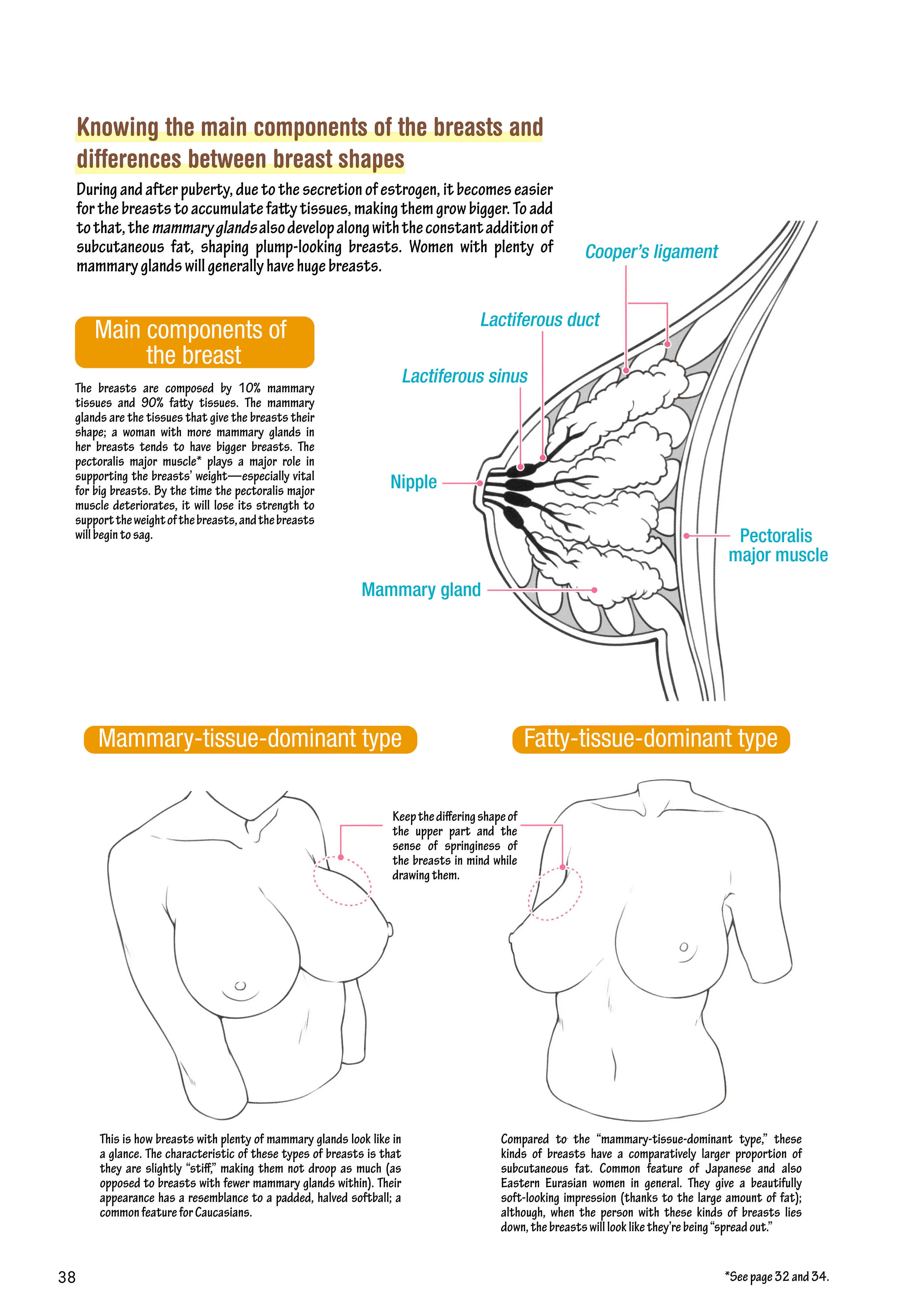 How to Draw a (Slightly) Sexy Girl Chapter 2: The Body Parts of A Girl. - Page 12